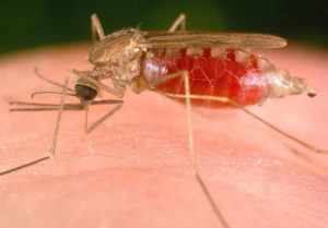 Mosquito portador de la malaria.