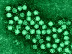 Los enterovirus son el  origen de múltiples enfermedades tanto en animales como en humanos.