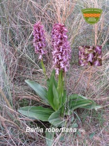 La orquídea es única en la zona del Mediterráneo.