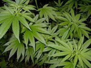 Plantas de marihuana.