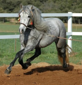 Caballo de raza española. 