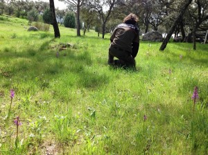 Un agente junto a una población detectada al norte de Madrid. / Foto: www.agentesforestales.org.