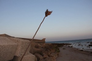 Flecha de Cupido.