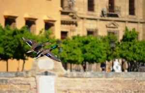 Pareja de azulones en el casco histórico de Córdoba.