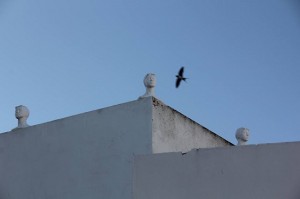 Nadadoras desde la azotea. 