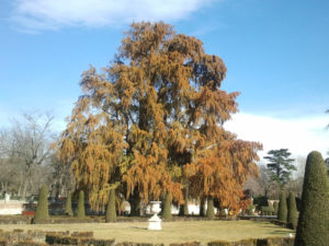 El árbol más antiguo de Madrid.