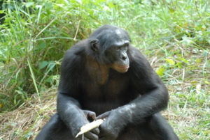 Más de 200 cerebros de chimpancés han sido estudiados en esta investigación. / Foto: Wikipedia / Pierre Fidenci