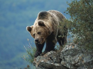 Oso pardo cantábrico