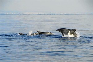 Delfines mulares avistados