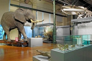 Museo Nacional de Ciencias Naturales. / Foto: CSIC / Europa Press