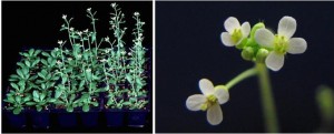 A la izquierda, floración de plantas de ‘Arabidopsis thaliana’ después de distintos tiempos de vernalización. En la derecha, primer plano de flores de ‘Arabidopsis thaliana’. / UPM.