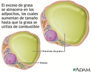 El exceso de grasa se almacena en los adipocitos.