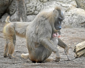 El mandril es una especie amenazada. / Foto: Bioparc