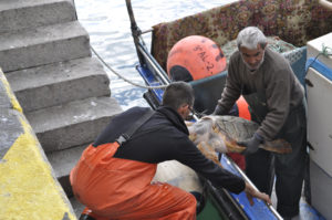 Los pescadores sacan del barco a la tortuga. / Foto:  CSIC / C. Vázquez