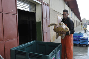 Ahora los pescadores tendrán un protocolo de actuación en caso de capturar sin querer a una de estas tortugas. / Foto:  CSIC / C. Vázquez