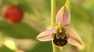La Orchis apifera, un tipo de orquídea que forma parte de la flora mediterránea.