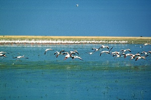 Doñana es un espacio natural único en Europa.