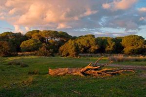 Goya y Doñana permanecen unidos para siempre.