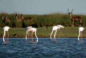 Doñana es conocida por su riqueza natural, tanto por su flora como por su fauna. / Foto: sienteandalucia.com.