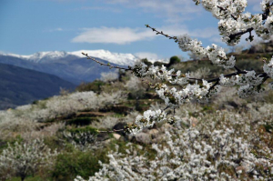Floración del Cerezo en el Valle del Jerte. / http://guias-viajar.com