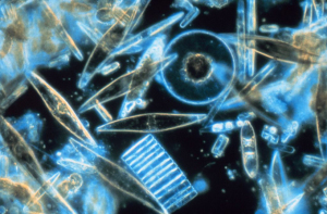 Diatomeas marinas. 