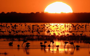 Parque Nacional de Doñana. / http://www.manueljesusflorencio.com