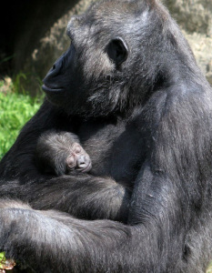 La gorila sostiene a su cría en brazos. / Foto: Zoo de Barcelona.