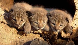 Linces criados en cautividad.