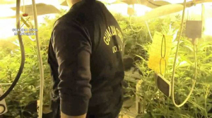 La Guardia Civil se ha incautado de la droga cultivada por los detenidos.