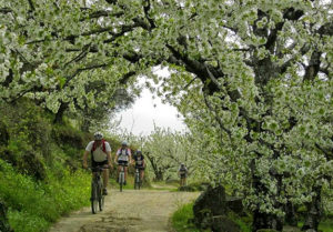 Ruta BTT del Cerezo en Flor. / http://primaveraycerezoenflor.blogspot.com.es
