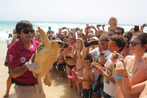  tortugas Caretta caretta 