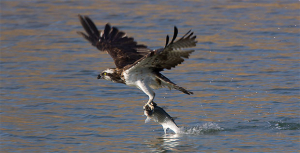 Águila pescadora. / http://southkayak.com