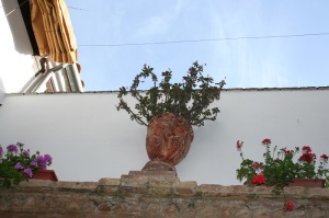 Espinas de Cristo. Foto: P.Monterroso, San Basilio, 20