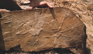 Fósiles del yacimiento de Las Hoyas. / http://www.yacimientolashoyas.es