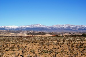 Campo de viñas en Logroño. / Foto: pixabay.com