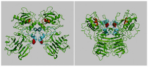 Imagen que muestra la estructura tridimensional de MMP17 modelada por ordenador (izquierda) y cómo esta estructura se ve alterada (derecha) en la mutación encontrada en un paciente con aneurisma, resultando en una proteína no funcional. 