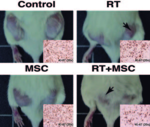 La imagen muestra cuatro animales con dos tumores cada uno y el efecto del tratamiento.