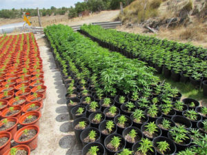 Gran plantación de marihuana localizada en Alba de Cerrato.
