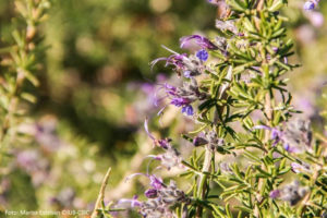 Foto: Real Jardín Botánico / Marisa Esteban.