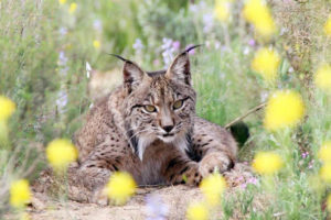 Ejemplar de lince ibérico. / Foto: Europa Press.