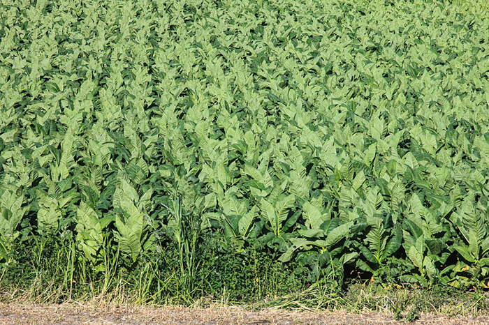 Plantación de tabaco. / Foto: commons.wikimedia.org