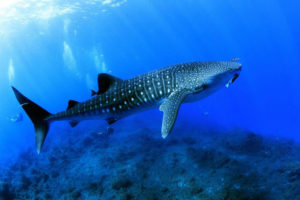 Tiburón ballena.