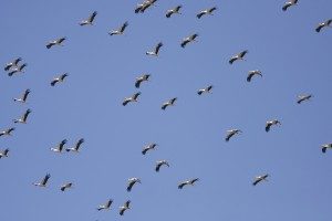 El segundo fin de semana de mayo se celebra el Día Internacional de las Aves Migratorias. / Foto: www.fundacionmigres.org