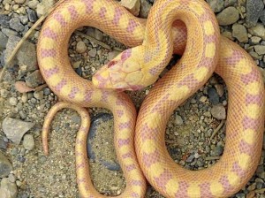 La culebra albina encontrada en Lleida.