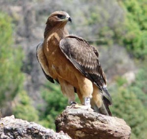 Un ejemplar de águila Bonelli. / Foto: www.lifebonelli.org