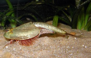 Triops cancriformis.