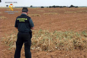 La Guardia Civil ha llevado a cabo vigilancias en los campos.