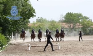 Entrenamiento de los equinos de la Policía.