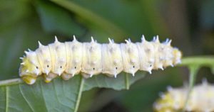 El aceite de gusano puede tener propiedades contra el cáncer.