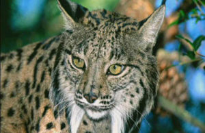 Lince ibérico.